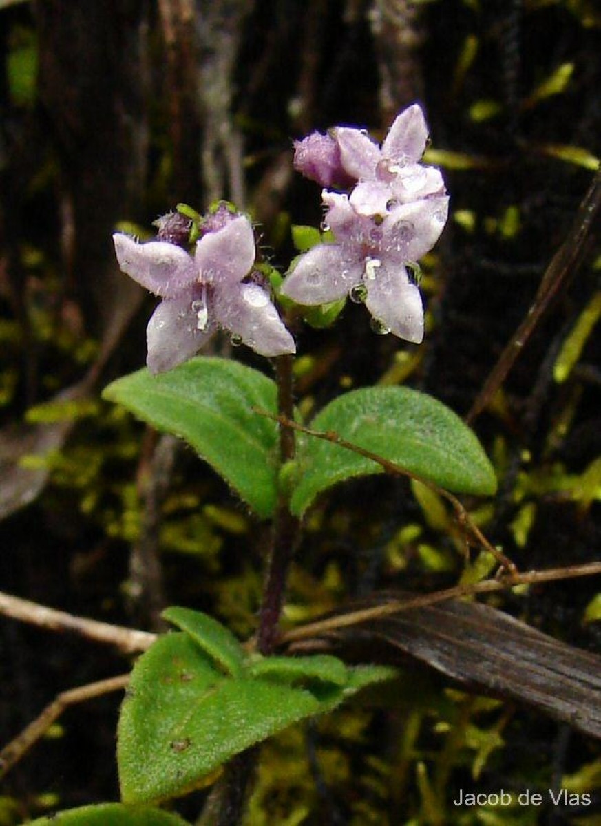 Neanotis monosperma (Wight & Arn.) W.H.Lewis